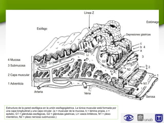 Estructura de la pared esofágica en la unión esofagogástrica. La túnica muscular está formada por
una capa longitudinal y una capa circular. (a = muscular de la mucosa, b = lámina propia, c =
epitelio, G1 = glándulas esofágicas, G2 = glándulas gástricas, Li= vasos linfáticos, N1 = plexo
mientérico, N2 = plexo nervioso submucoso.)
 