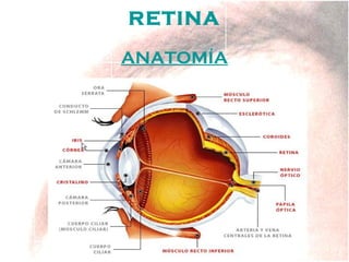 RETINA
ANATOMÍA

 