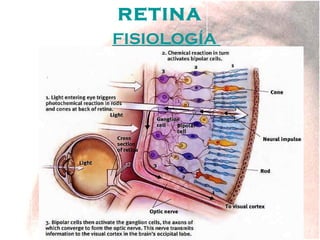 RETINA
FISIOLOGÍA

 