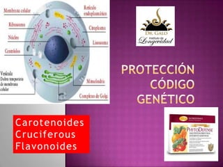 Carotenoides
Cruciferous
Flavonoides

 