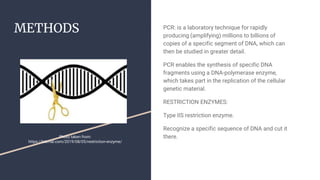 METHODS PCR: is a laboratory technique for rapidly
producing (amplifying) millions to billions of
copies of a specific seg...