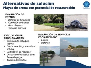 Alternativas de solución
Playas de arena con potencial de restauración
EVALUACIÓN DE
PROBLEMÁTICAS
• Cambios de cobertura
vegetal
• Contaminación por residuos
sólidos
• Extracción de recursos
• Ocupación desmedida en el
frente de playa
• Turismo desmedido
EVALUACIÓN DE SERVICIOS
ECOSISTÉMICOS
• Lúdico
• Defensa
EVALUACIÓN DE
ESTADO
• Balance sedimentario
• Condición ambiental
• Aves playeras
• Tortugas marinas
 