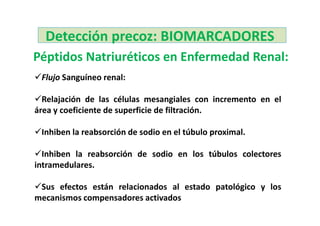 Detección precoz: BIOMARCADORES
Péptidos Natriuréticos en Enfermedad Renal:
 Flujo Sanguíneo renal:

  Relajación de las células mesangiales con incremento en el
área y coeficiente de superficie de filtración.

 Inhiben la reabsorción de sodio en el túbulo proximal.

  Inhiben la reabsorción de sodio en los túbulos colectores
intramedulares.

 Sus efectos están relacionados al estado patológico y los
mecanismos compensadores activados
 