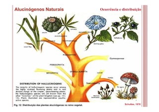 20
Alucinógenos Naturais
Fig. 12: Distribuição das plantas alucinógenas no reino vegetal.
Ocorrência e distribuição
Schultes, 1976
 