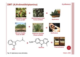 23
DMT (N,N-dimetiltriptamina)
Fig. 13: Ayahuasca e seus derivados.
Ayahuasca
+ =
Psychotria viridis
Fonte de DMT
Banisteriopsis caapi
Fonte de MAOI Ayahuasca
Halpern, 2004
+
Mimosa hostilis
Fonte de DMT
Peganum harmala
Fonte de MAOI
=
Anahuasca
N
H
N
+ N
H
NH3CO
=
Pharmahuasca
DMT
Harmina
 