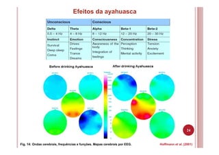 24
Efeitos da ayahuasca
Fig. 14: Ondas cerebrais, frequências e funções. Mapas cerebrais por EEG. Hoffmann et al. (2001)
 