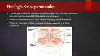  Constituyen cavidades neumáticas anexas a las fosas nasales, en numero
de ocho, cuatro a cada lado. Se divide en dos grupos
 Anterior : constituido por el seno frontal, maxilar y etmoidal anterior.
 Posterior: Formado por las celdas etmoidales, posterior y el seno
esfenoidal.
 