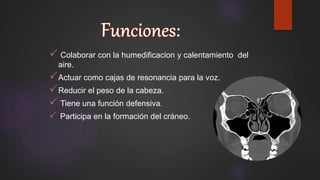  Colaborar con la humedificacion y calentamiento del
aire.
Actuar como cajas de resonancia para la voz.
Reducir el peso de la cabeza.
 Tiene una función defensiva.
 Participa en la formación del cráneo.
 