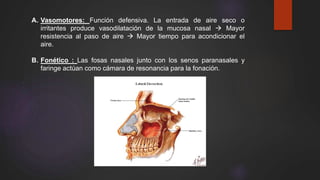 A. Vasomotores: Función defensiva. La entrada de aire seco o
irritantes produce vasodilatación de la mucosa nasal  Mayor
resistencia al paso de aire  Mayor tiempo para acondicionar el
aire.
B. Fonético : Las fosas nasales junto con los senos paranasales y
faringe actúan como cámara de resonancia para la fonación.
 