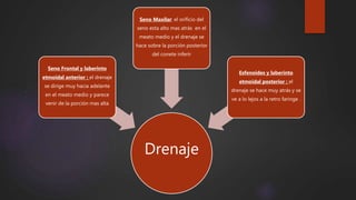 Drenaje
Seno Frontal y laberinto
etmoidal anterior : el drenaje
se dirige muy hacia adelante
en el meato medio y parece
venir de la porción mas alta
Seno Maxilar: el orificio del
seno esta alto mas atrás en el
meato medio y el drenaje se
hace sobre la porción posterior
del conete inferir
Esfenoides y laberinto
etmoidal posterior : el
drenaje se hace muy atrás y se
ve a lo lejos a la retro faringe .
 