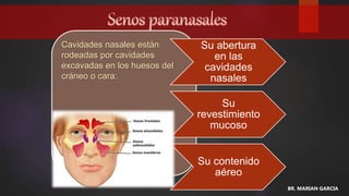 Cavidades nasales están
rodeadas por cavidades
excavadas en los huesos del
cráneo o cara:
Su abertura
en las
cavidades
nasales
Su
revestimiento
mucoso
Su contenido
aéreo
BR. MARIAN GARCIA
 