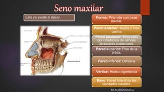 Éste ya existe al nacer. Forma: Pirámide con base
medial.
Pared Anterior: Mejilla y fosa
canina
Pared posterior: Excavada
por conductos de nervios
alveolares posteriores.
Pared superior: Piso de la
órbita.
Pared inferior: Dentaria
Vértice: Hueso cigomático
Base: Pared lateral de las
cavidades nasales.
BR. MARIAN GARCIA
 