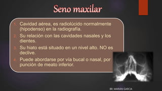 1. Cavidad aérea, es radiolúcido normalmente
(hipodenso) en la radiografía.
2. Su relación con las cavidades nasales y los
dientes.
3. Su hiato está situado en un nivel alto. NO es
declive.
4. Puede abordarse por vía bucal o nasal, por
punción de meato inferior.
BR. MARIAN GARCIA
 