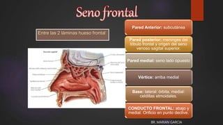 Pared Anterior: subcutánea
Pared posterior: meninges del
lóbulo frontal y origen del seno
venoso sagital superior.
Pared medial: seno lado opuesto
Vértice: arriba medial
Base: lateral: órbita, medial:
celdillas etmoidales.
CONDUCTO FRONTAL: abajo y
medial. Orificio en punto declive.
Entre las 2 láminas hueso frontal
BR. MARIAN GARCIA
 