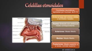 Cavidades neumáticas,
tapizadas por mucosa: de 8-10
Entre la base del cráneo, órbita
y cavidades nasales.
Forma: Embudo con vértice al
meato correspondiente.
Anteriores: Meato Medio
Medias: Meato Medio
Posteriores: Meato superior, y
a veces, cornete superior.
BR. MARIAN GARCIA
 