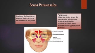 Funciones:
•Calentar el aire antes de
que penetre a la traquea.
•Retener sustancias
extrañas a traves de su
mucosa ciliada y producción
de moco.
Conjunto de huecos en
Huesos de la cara que
se encuentran en pares.
 