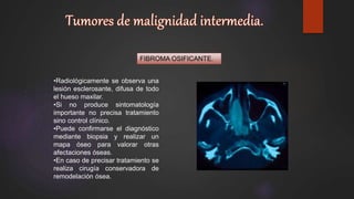 FIBROMA OSIFICANTE.
•Radiológicamente se observa una
lesión esclerosante, difusa de todo
el hueso maxilar.
•Si no produce sintomatología
importante no precisa tratamiento
sino control clínico.
•Puede confirmarse el diagnóstico
mediante biopsia y realizar un
mapa óseo para valorar otras
afectaciones óseas.
•En caso de precisar tratamiento se
realiza cirugía conservadora de
remodelación ósea.
 