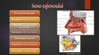 BR. MARIAN GARCIA
En el cuerpo del esfenoides.
Pared Medial: lo separa del otro seno.
Pared Lateral: Post: Seno cavernoso
(Contiene A. Carótida), Anterior:
conducto óptico.
Pared Superior: Silla turca e hipófisis.
Pared Posterior: esfenoidal
Pared Inferior: Techo de rinofaringe
Pared Anterior: Cavidades nasales
 