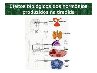 Efeitos biológicos dos hormônios
produzidos na tireóide
 