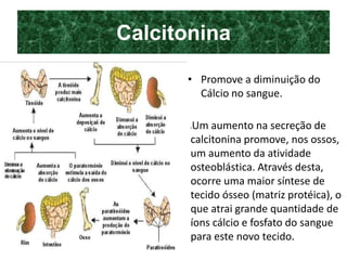 Calcitonina
• Promove a diminuição do
Cálcio no sangue.
Um aumento na secreção de
calcitonina promove, nos ossos,
um aumento da atividade
osteoblástica. Através desta,
ocorre uma maior síntese de
tecido ósseo (matriz protéica), o
que atrai grande quantidade de
íons cálcio e fosfato do sangue
para este novo tecido.
 