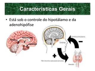 Características Gerais
• Está sob o controle do hipotálamo e da
adenohipófise
 