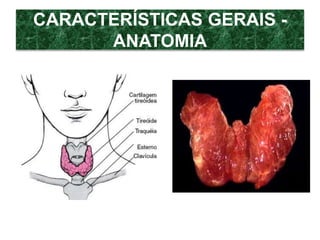 CARACTERÍSTICAS GERAIS -
ANATOMIA
 