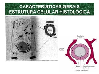 CARACTERÍSTICAS GERAIS
ESTRUTURA CELULAR HISTOLÓGICA
 