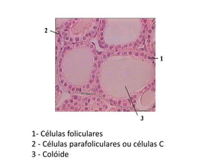 1- Células foliculares
2 - Células parafoliculares ou células C
3 - Colóide
 
