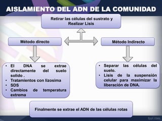 AISLAMIENTO DEL ADN DE LA COMUNIDAD
Retirar las células del sustrato y
Realizar Lisis
Método IndirectoMétodo directo
• El DNA se extrae
directamente del suelo
solido .
• Tratamientos con lizosima
• SDS
• Cambios de temperatura
extrema
• Separar las células del
suelo.
• Lisis de la suspensión
celular para maximizar la
liberación de DNA.
Finalmente se extrae el ADN de las células rotas
 