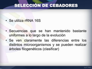 • Se utiliza rRNA 16S
• Secuencias que se han mantenido bastante
uniformes a lo largo de la evolución
• Se ven claramente las diferencias entre los
distintos microorganismos y se pueden realizar
árboles filogenéticos (clasificar)
SELECCIÓN DE CEBADORES
 