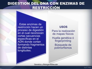 DIGESTION DEL DNA CON ENZIMAS DE
RESTRICCIÒN
Genetica y Biologia Molecular
. Estas enzimas de
restricción hacen un
proceso de digestión
en el cual reconocen
cortas secuencias
específicas en el
ADN donde cortan
formando fragmentos
de distintas
longitudes.
USOS
Para la realización
de mapas físicos
Huella genética ó
fingerprinting
Búsqueda de
polimorfismos
 