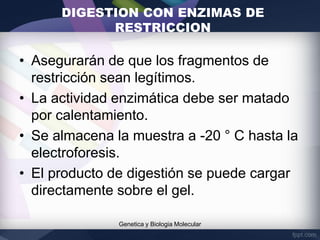 DIGESTION CON ENZIMAS DE
RESTRICCION
• Asegurarán de que los fragmentos de
restricción sean legítimos.
• La actividad enzimática debe ser matado
por calentamiento.
• Se almacena la muestra a -20 ° C hasta la
electroforesis.
• El producto de digestión se puede cargar
directamente sobre el gel.
Genetica y Biologia Molecular
 