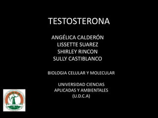 TESTOSTERONA 
ANGÉLICA CALDERÓN 
LISSETTE SUAREZ 
SHIRLEY RINCON 
SULLY CASTIBLANCO 
BIOLOGIA CELULAR Y MOLECULAR 
UNIVERSIDAD CIENCIAS 
APLICADAS Y AMBIENTALES 
(U.D.C.A) 
 