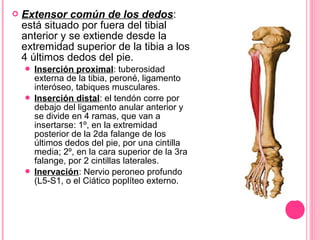  Extensor común de los dedos:
está situado por fuera del tibial
anterior y se extiende desde la
extremidad superior de la tibia a los
4 últimos dedos del pie.
 Inserción proximal: tuberosidad
externa de la tibia, peroné, ligamento
interóseo, tabiques musculares.
 Inserción distal: el tendón corre por
debajo del ligamento anular anterior y
se divide en 4 ramas, que van a
insertarse: 1º, en la extremidad
posterior de la 2da falange de los
últimos dedos del pie, por una cintilla
media; 2º, en la cara superior de la 3ra
falange, por 2 cintillas laterales.
 Inervación: Nervio peroneo profundo
(L5-S1, o el Ciático poplíteo externo.
 