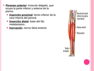  Peroneo anterior: músculo delgado, que
ocupa la parte inferior y externa de la
pierna:
 Inserción proximal: tercio inferior de la
cara interna del peroné.
 Inserción distal: base del 5to
metatarsiano.
 Inervación: nervio tibial anterior.
 