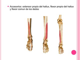  Accesorios: extensor propio del hallux, flexor propio del hallux
y flexor comun de los dedos
 