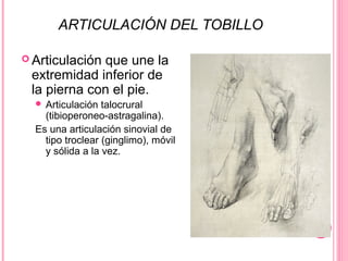 ARTICULACIÓN DEL TOBILLO
 Articulación que une la
extremidad inferior de
la pierna con el pie.
 Articulación talocrural
(tibioperoneo-astragalina).
Es una articulación sinovial de
tipo troclear (ginglimo), móvil
y sólida a la vez.
 
