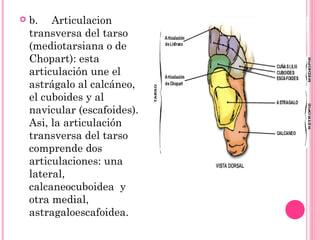  b. Articulacion
transversa del tarso
(mediotarsiana o de
Chopart): esta
articulación une el
astrágalo al calcáneo,
el cuboides y al
navicular (escafoides).
Asi, la articulación
transversa del tarso
comprende dos
articulaciones: una
lateral,
calcaneocuboidea y
otra medial,
astragaloescafoidea.
 