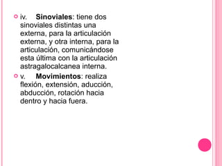  iv. Sinoviales: tiene dos
sinoviales distintas una
externa, para la articulación
externa, y otra interna, para la
articulación, comunicándose
esta última con la articulación
astragalocalcanea interna.
 v. Movimientos: realiza
flexión, extensión, aducción,
abducción, rotación hacia
dentro y hacia fuera.
 