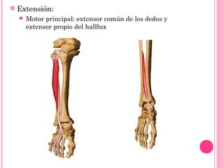  Extensión:
 Motor principal: extensor común de los dedos y
extensor propio del halllux
 