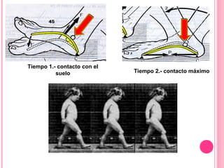 Tiempo 1.- contacto con el
suelo Tiempo 2.- contacto máximo
 