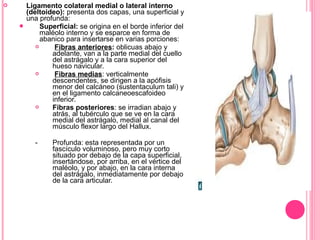 Ligamento colateral medial o lateral interno
(deltoideo): presenta dos capas, una superficial y
una profunda:
 Superficial: se origina en el borde inferior del
maléolo interno y se esparce en forma de
abanico para insertarse en varias porciones:
 Fibras anteriores: oblicuas abajo y
adelante, van a la parte medial del cuello
del astrágalo y a la cara superior del
hueso navicular.
 Fibras medias: verticalmente
descendentes, se dirigen a la apófisis
menor del calcáneo (sustentaculum tali) y
en el ligamento calcaneoescafoideo
inferior.
 Fibras posteriores: se irradian abajo y
atrás, al tubérculo que se ve en la cara
medial del astrágalo, medial al canal del
músculo flexor largo del Hallux.
- Profunda: esta representada por un
fascículo voluminoso, pero muy corto
situado por debajo de la capa superficial,
insertándose, por arriba, en el vértice del
maléolo, y por abajo, en la cara interna
del astrágalo, inmediatamente por debajo
de la cara articular.
 