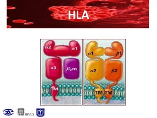 HLA
 