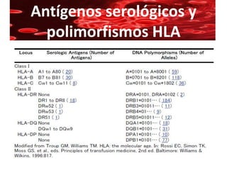 Antígenos serológicos y
  polimorfismos HLA
 