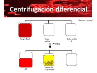 Centrifugación diferencial
                                                        Sistema cerrado




   Sangre Total   Bolsa                Bolsa satélite
                  satélite                  2
                       1     Primero




                  Plasma rico
        GR        En plaquetas
 