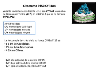 Citocromo P450 CYP3A4
Variante recientemente descrita en el gen CYP3A4 un cambio
de Citosina por Timina (C>T ) en el intron 6 que se ha llamado
CYP3A4*22.

 3 Posibilidades:
 C/C Homocigoto Wild Type
 T/T Homocigoto Mutado
 C/T Heterocigoto Wt/Mt


 La frecuencia descrita de la variante CYP3A4*22 es:
 • 5 a 8% en Caucásicos,
 • 4% en Afro Americanos
 • 4.5% en Chinos


   C/C: alta actividad de la enzima CYP3A4
   T/T : baja actividad de la enzima CYP3A4
   C/T: baja actividad de la enzima CYP3A4
 