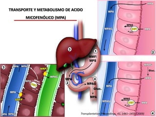 TRANSPORTE Y METABOLISMO DE ACIDO
       MICOFENÓLICO (MPA)




                                Transplantation Proceedings, 41, 1441–1455 (2009)
 