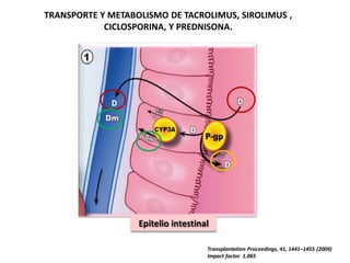 TRANSPORTE Y METABOLISMO DE TACROLIMUS, SIROLIMUS ,
            CICLOSPORINA, Y PREDNISONA.




                   Epitelio intestinal

                                     Transplantation Proceedings, 41, 1441–1455 (2009)
                                     Impact factor 1.065
 
