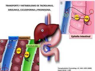 TRANSPORTE Y METABOLISMO DE TACROLIMUS,
 SIROLIMUS, CICLOSPORINA y PREDNISONA.




                                                              Epitelio intestinal
   Sinusoide   Hepatocito


                       Canalículo biliar




                                           Transplantation Proceedings, 41, 1441–1455 (2009)
                                           Impact factor 1.065
 