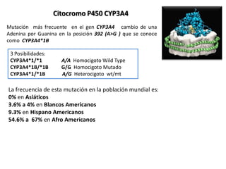Citocromo P450 CYP3A4
Mutación más frecuente en el gen CYP3A4 cambio de una
Adenina por Guanina en la posición 392 (A>G ) que se conoce
como CYP3A4*1B

 3 Posibilidades:
 CYP3A4*1/*1          A/A Homocigoto Wild Type
 CYP3A4*1B/*1B        G/G Homocigoto Mutado
 CYP3A4*1/*1B         A/G Heterocigoto wt/mt

La frecuencia de esta mutación en la población mundial es:
0% en Asiáticos
3.6% a 4% en Blancos Americanos
9.3% en Hispano Americanos
54.6% a 67% en Afro Americanos
 
